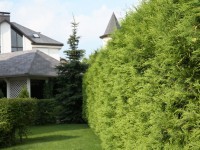 Готовые живые изгороди Готовые живые изгороди